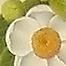 Sheyna Baig Aashnayi Thumb 6